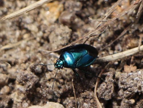 Zicrona caerulea